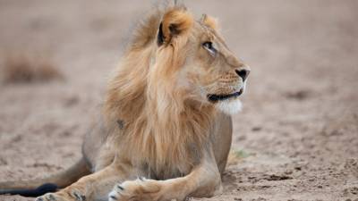 Заразительная зевота помогает львам общаться и «обсуждать» действия