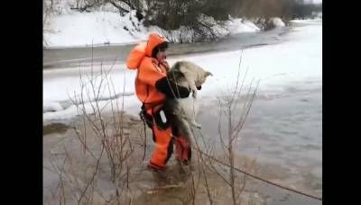 В Удмуртии спасли собаку, которая плыла на льдине по реке (ВИДЕО)