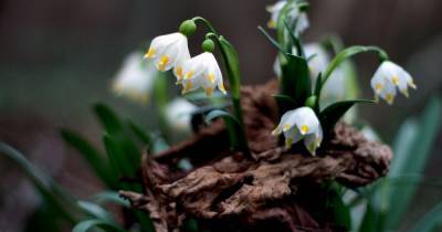Настоящая весна началась в ботаническом саду Черновицкого университета: распустились первоцветы