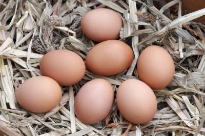 Диетолог перечислила полезные способы приготовления яиц
