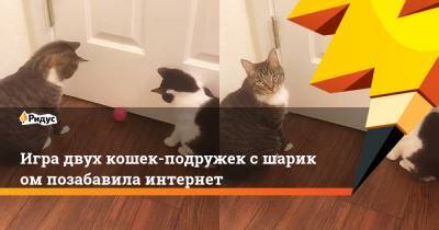 Игра двух кошек-подружек сшариком позабавила интернет
