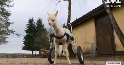 В Германии создали коляску для травмированной при рождении альпаки