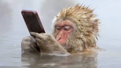 Компания Илона Маска научила обезьяну управлять компьютерной игрой силой мысли