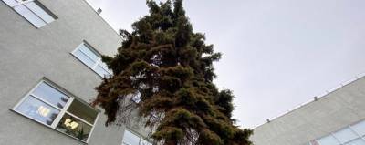 В Дзержинске проверили работы по пересадке деревьев в дендропарк