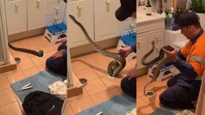 Двухметровая змея в сливе ванной шокировала супругов из Австралии