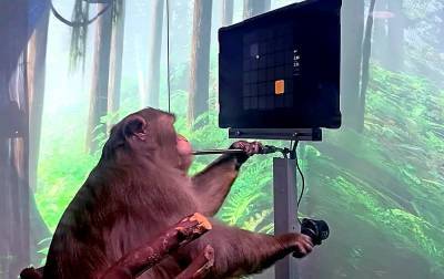 Илон Маск показал, какие возможности обрела обезьяна после вживления чипа в ее мозг