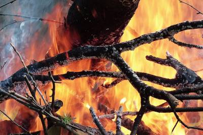 В природных экосистемах Беларуси с начала года произошло 563 пожара