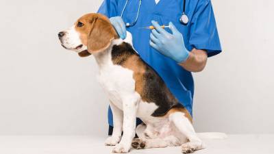 Гинцбург призвал массово вакцинировать животных от коронавируса