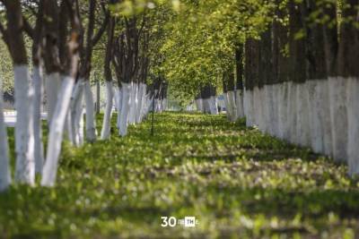За 9 лет в Казани посадили полмиллиона деревьев