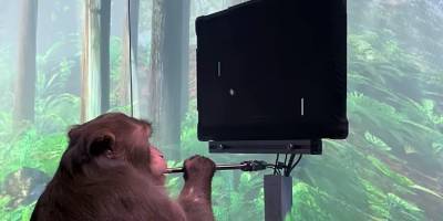 Ждем на Twitch. Компания Илона Маска показала, как обезьяна играет в видеоигру силой мысли