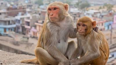 Стартап Илона Маска научил обезьяну играть в видеоигры силой мысли — видео