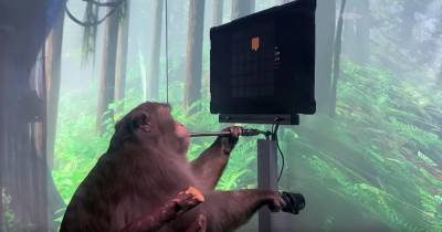 Компания Илона Маска показала обезьяну, играющую в видеоигры силой мысли
