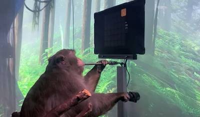 Илон Маск научил обезьяну играть в видеоигры силой мысли
