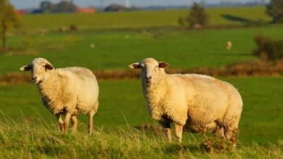 Кочевники Средней Азии разводили овец еще во время неолита