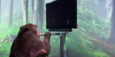 У Илона Маска показали, как чипированная обезьяна Пейджер играет в игру Pong, видео - ТЕЛЕГРАФ