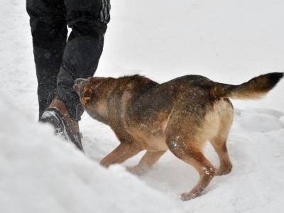 Под Астраханью бродячие собаки насмерть загрызли мужчину