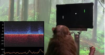 У Маска показали, как обезьяна с чипом в мозге играет в видеоигру
