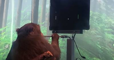 Компания Илона Маска показала обезьяну, играющую в видеоигры "силой мысли"