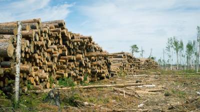 В Томской области за неделю выявили десять фактов незаконной рубки леса