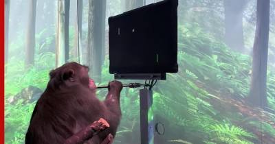 Принадлежащая Илону Маску компания научила обезьяну играть силой мысли: видео
