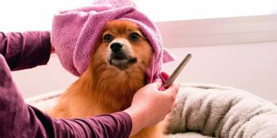 Пандемия вынудила парикмахера из Акко стать собачьим стилистом