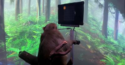 Стартап Илона Маска показал чипированную обезьяну, которая "силой мысли" играет в видеоигру