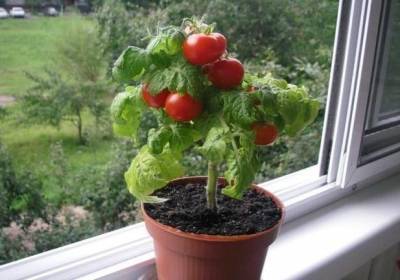 Огород на подоконнике: какие овощи и зелень можно вырастить в квартире
