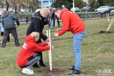 Более 25 саженцев деревьев. В Волковыске появилась аллея памяти жертв лагерей военнопленных и еврейского гетто