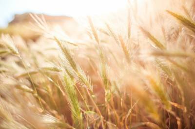 Падение цены на пшеницу достигло рекорда