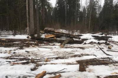 Житель Смоленской области незаконно напилил дров на 1,5 миллиона рублей