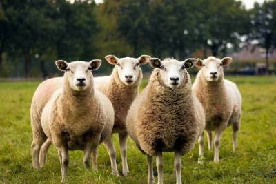 Кто вы: милая овечка или волк в овечьей шкуре?