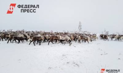 На Ямале родился первый в этом году олененок