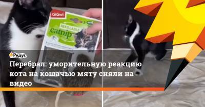 Перебрал: уморительную реакцию кота на кошачью мяту сняли на видео