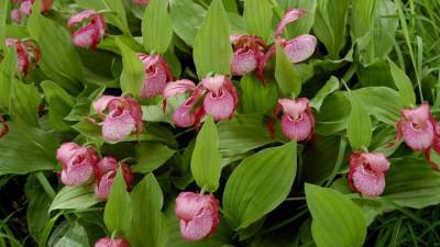Несколько новых видов орхидей обнаружено в Западной Сибири