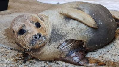 Самочувствие найденного в Ленобласти изможденного тюленя улучшилось
