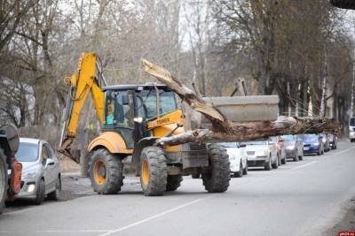 Дерево упало на дорогу на улице Труда в Пскове