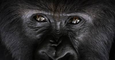 Почему гориллы бьют себя в грудь: ученые нашли еще одну причину