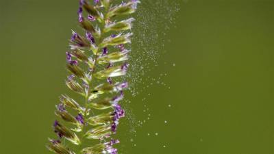 Аллергикам рассказали, как защититься от весенней пыльцы