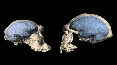 Когда человеческий мозг принял современный вид?