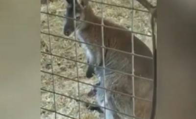 В тюменском питомнике экзотических животных родился детеныш кенгуру