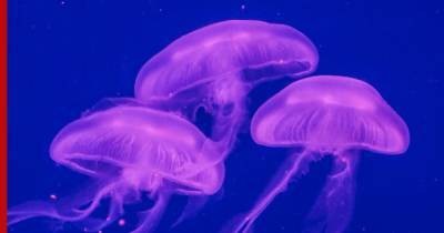 Нашествие розовых медуз заметили в Триесте: видео