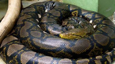 В Австралии семья обнаружила в ванной гигантскую змею