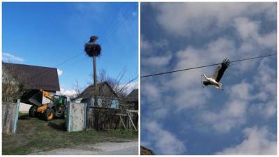 Как спасти аварийное гнездо аиста: пример с Киевщины