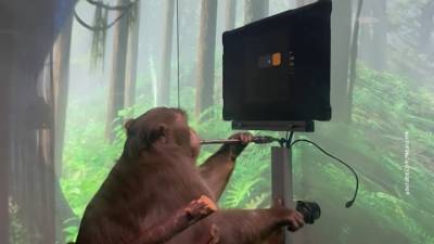 Компания Илона Маска выпустила видео с обезьяной-киборгом
