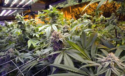 Economist (Великобритания): шесть из десяти американцев выступают за легализацию марихуаны по всей стране