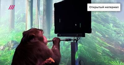 Компания Маска научила обезьяну управлять компьютером силой мысли. Как скоро люди смогут повторить это? Обсуждают профессор Сколтеха Михаил Лебедев и автор подкаста «Голый Землекоп» Илья Колмановский