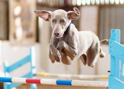 Учим собаку прыгать через препятствия: пошаговый механизм дрессировки