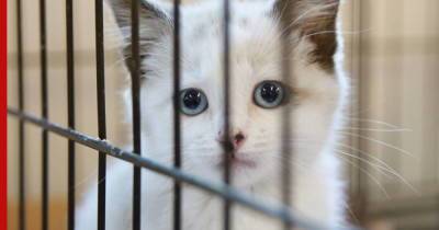 Путин подписал закон о запрете забирать домашних животных за долги