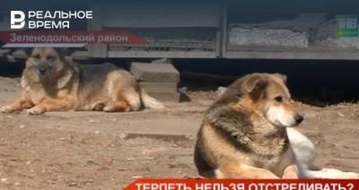 В поселке Осиново рассказали о ситуации с бездомными собаками — видео