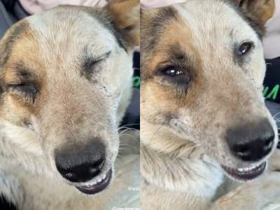 В Уфе зоозащитники намерены нанять адвоката, чтобы наказать живодера, избившего собаку на территории автосервиса